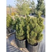 Сосна білокора (Гельдрейха) «Малінкі» 0.9-1 м